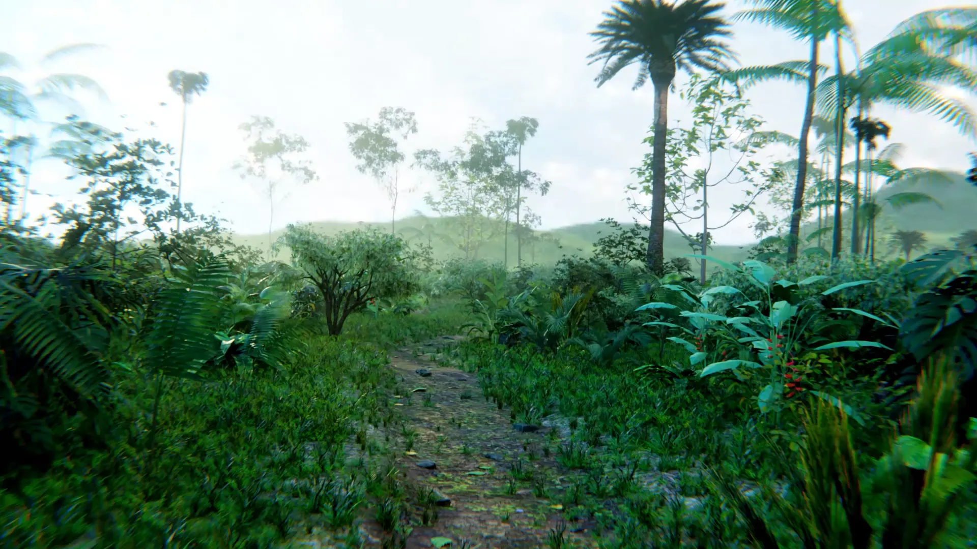 A path into a dense jungle of palms and ferns